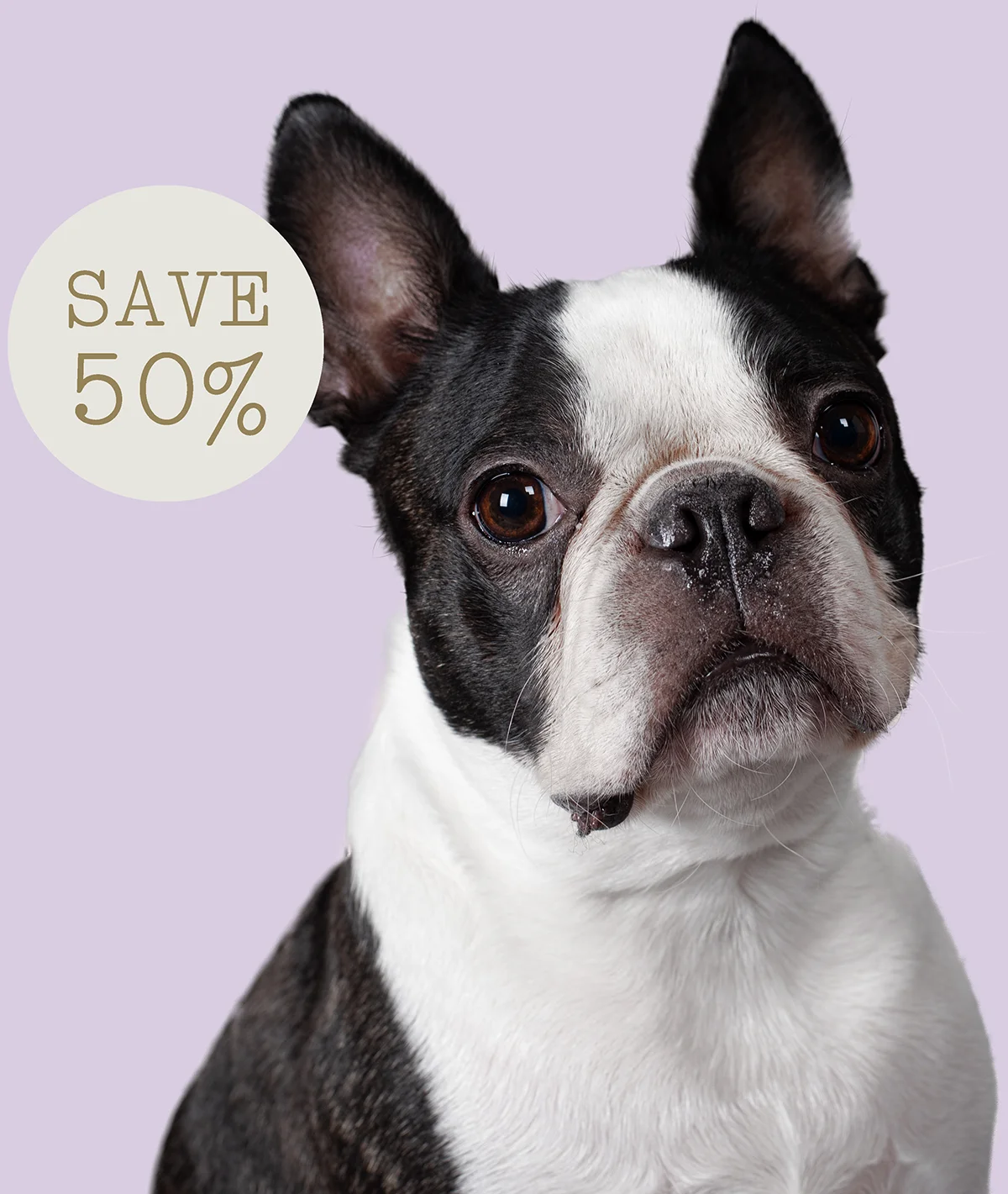White Dog. Save 50%