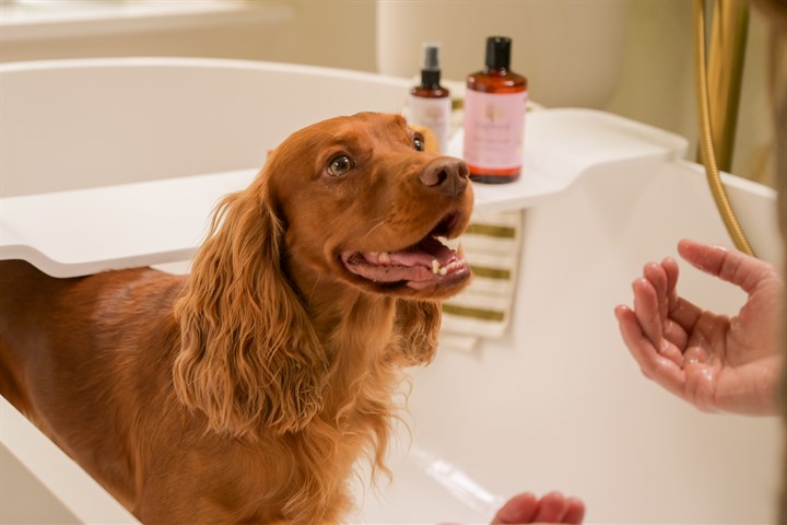 A happy dog in a bath with Dogwood products behind it
