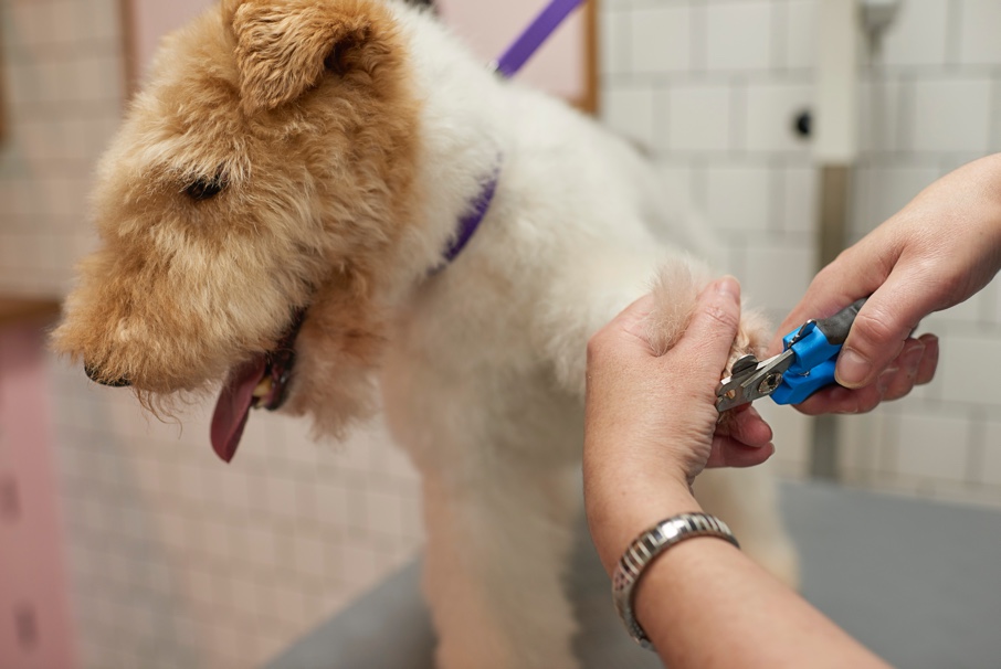 Treatments Dogwood Natural Pet Grooming Spa